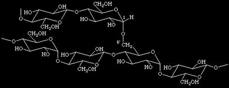 α-d-1-6 linkages 1 Amylopectin : highly branched polymer