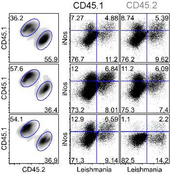 MHCII-driven interactions rescue inos expression in bystander cells CD45.1 CD45.2 Bone Marrow Chimeras MHCII -/- + CD45.