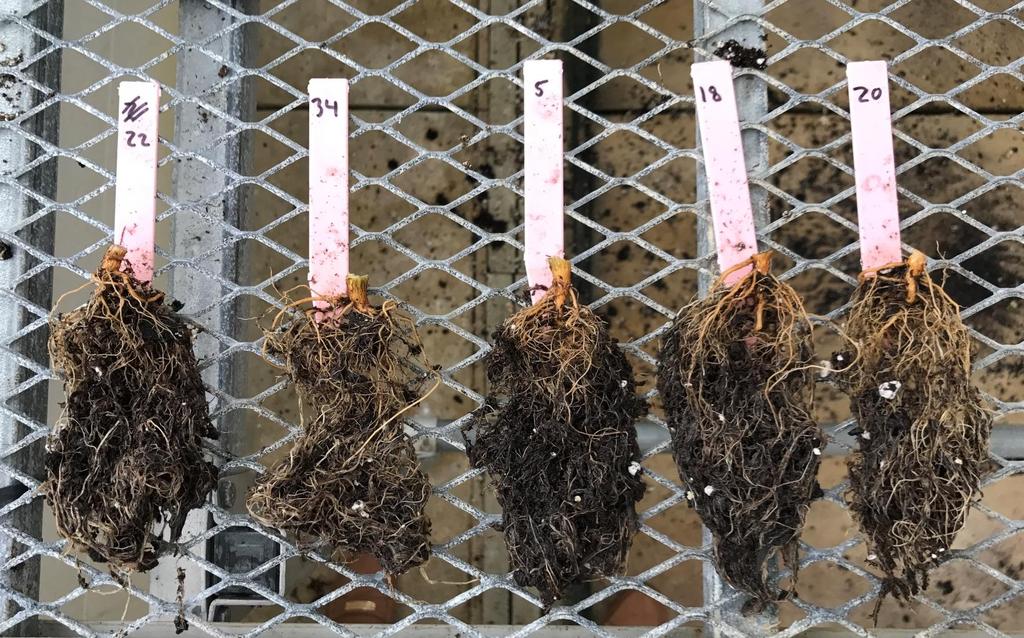 Comparison of Geranium Root Mass Root mass is slightly larger than Control The more roots = the more difficult to clean Can t make assessment by rating the outside only!