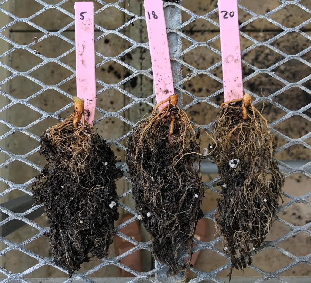 Comparison of Root Mass Mural 2oz Drench (Non-inoculation) More Fibrous Root System Difficult time washing roots clean of small peat