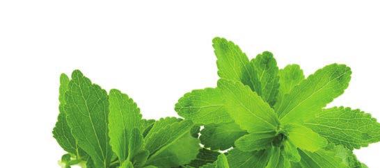 STEVIA LEAF SWEETLEAF STEVIA LEAF EXTRACT INGREDIENTS Stevia rebaudiana, commonly known as stevia, is a perennial shrub in the sunflower family of the Asteraceae (Compositae).