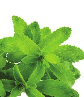 He gave a sample to Paraguayan chemist Dr. Ovidio Rebaudi who conducted the first complete study of stevia leaves. In 1905, Dr. Bertoni named the plant Stevia rebaudiana in honor of both Dr.