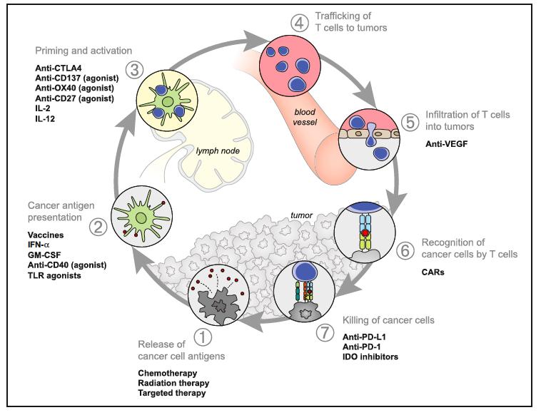 Cancer-immunity cycle: Immunotherapeutic points of attack