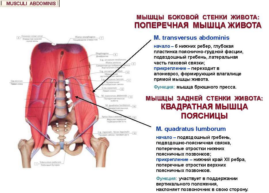 MUSCLES OF THE LATERAL ABDOMINAL WALL Origin: 6 lower ribs, deep plate of