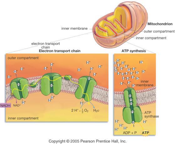 How is ATP made using the ETC? 1. In the mitochondria, the NADH and FADH 2 donate electrons to the electron transport chain (ETC). 2. Oxygen is the final electron acceptor from the ETC. 3.