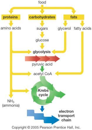 Summary of Cellular Respiration: The Steps Electron Transport Chain Takes electrons from NADH and FADH 2 and uses them to produce ATP using the ATP synthase molecule. Requires oxygen!