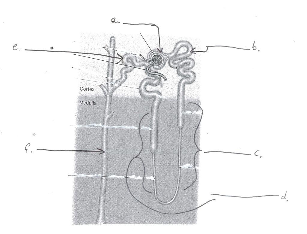 5) Based on the schematic diagram of a nephron below, in the table on the next page label the names of the segments (a-f) and indicate the approximate percentage of the filtered load of