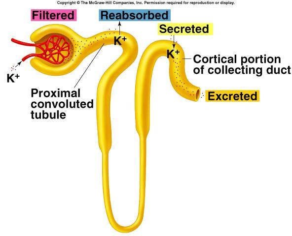 K + Secretion (continued) Final [K + ] controlled in CD by aldosterone.