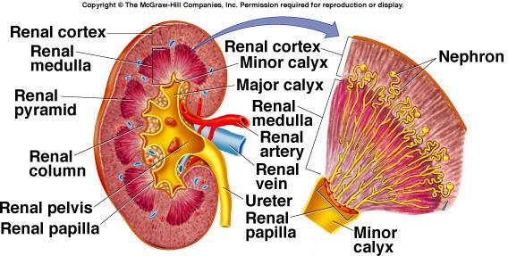Structure of the Kidney Outer cortex: Contains many capillaries. Medulla: Renal pyramids separated by renal columns.