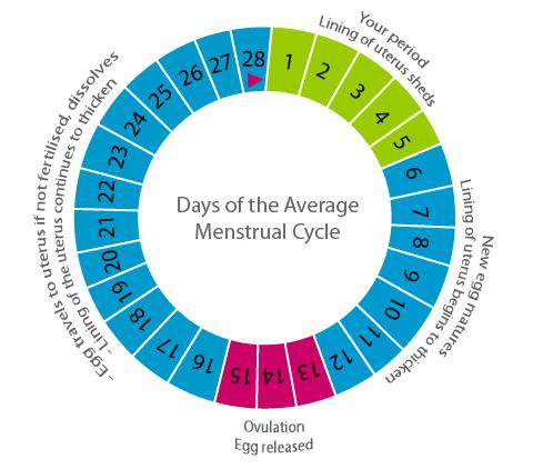 Menstruation Conflicting data May have normal 1 or irregular cycles 2 Menstrual abnormalities associated with Low BMI CD4 <200 cells/mm 3 High HIV VL >100,000 c/ml Substance misuse 1. Cejtin HE et al.
