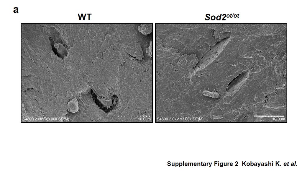 Supplementary Figure S2. Sod2 deficiency in osteocytes increases the number of empty lacunae.
