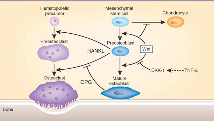 Rpid increses in gene expression for osteoclst ctivtion nd bone