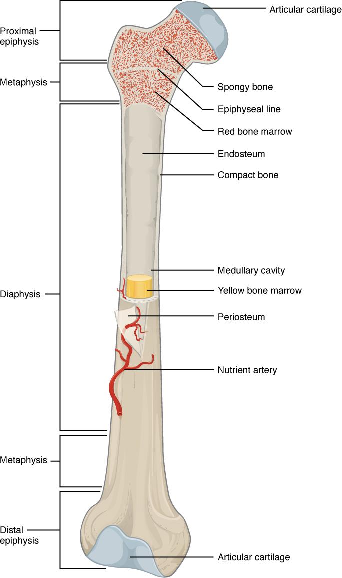 OpenStax-CNX module: m58082 2 Anatomy of a Long Bone Figure 1: A