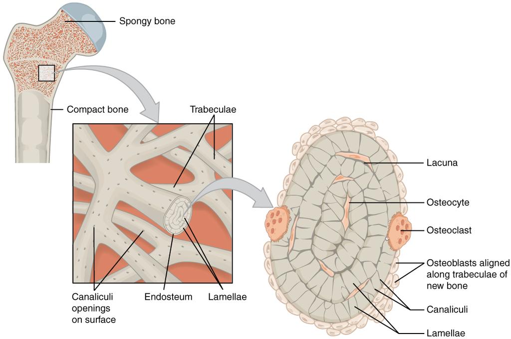 OpenStax-CNX module: m58082 8 Diagram of Spongy Bone Figure 4: Spongy bone is composed of trabeculae that contain the osteocytes. Red marrow lls the spaces in some bones.