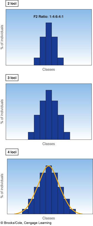 Distribution of Phenotypes and F2 Ratios! As the number of loci increases, the number of phenotypic classes increases Regression to the Mean!