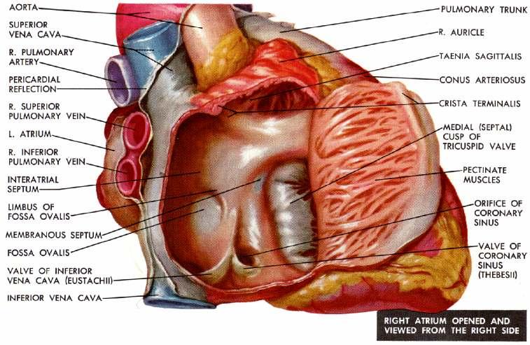 Cardiac Anatomy TA ER/EV ISTHMUS Atrial Flutter is a reentrant tachycardia in which the reentrant circuit is contained in the right atrium.