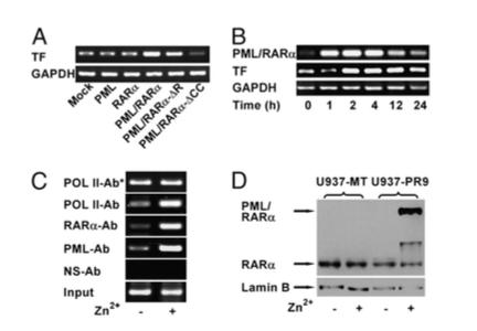 PML/RARα transac3vates the 3ssue factor promoter