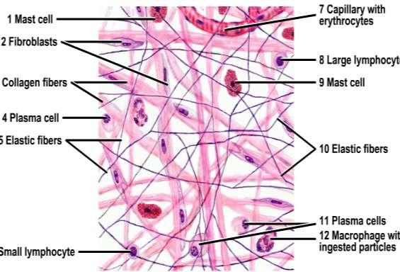 Lab IIII Connective tissue Connective tissue classified to two mainly types :- 1- General connective tissue 2- Special connective tissue Types of connective tissues A-General connective tissue :- 1-