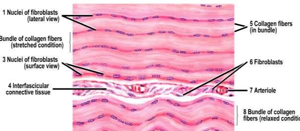 3-Elastic regular connective tissue :- Composed of abundant of yellow fibers with few number of fibroblasts and white and reticular fibers, this type of connective tissue found in the ligaments.