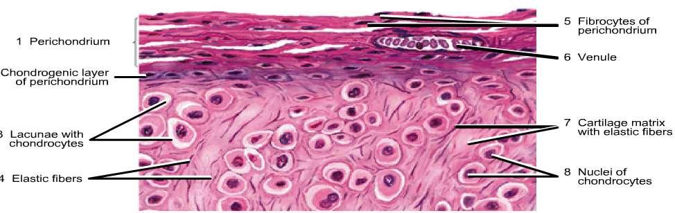 2-Elastic cartilage :- Is similar in appearance to hyaline cartilage except for the presence of numerous branching of elastic