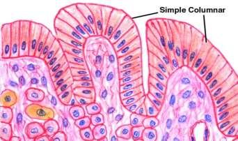 3-Simple columnar epithelial tissue :- Composed of cells whose height 2-3 times greater than there width, the nuclei of columnar cell are basal layer,covers the digestive organs (stomach, small and