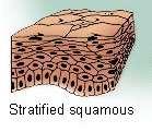 2- Stratified cuboidal epithelial tissue The surface layer cuboidal in shape, found in the large excretory ducts in the salivary glands and pancreas.