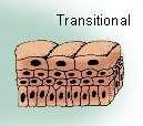 4-Transitional epithelial tissue Is found exclusively in the passages of the urinary system.