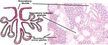 glands :- - Compound tubular glands (testes and kidney) - Compound