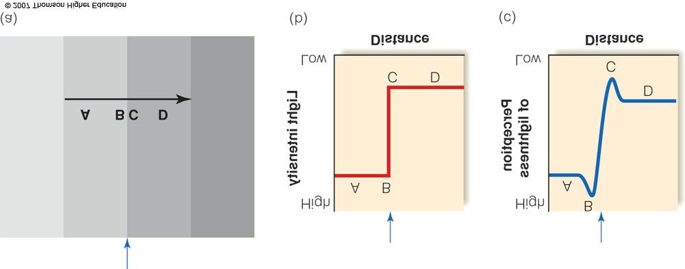 In the diagram, when only receptor A is stimulated, the response recorded by an electrode on A increases However when A and B are stimulated by light, the response is less frequent.