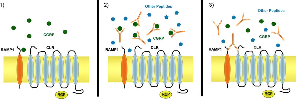 Pellesi et al 537 Figure 1. Illustrative representation of calcitonin gene related peptide (CGRP) activity in the absence and/or in the presence of anti-cgrp mabs.