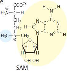 Transfer of C1-residues S-Adenosylmethionine, SAM Methylation reaction norepinephrine epinephrine Biosynthesis of creatine Methylation