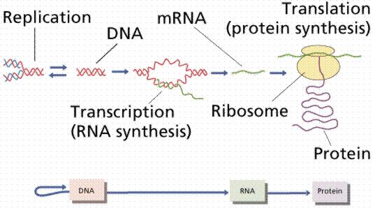 RNA Processing: Mutations at splice sites, sites of polyadenylation, sites controlling RNA export Translation: Mutations in ribosomes, regulatory regions, etc Protein activity (allosteric control,