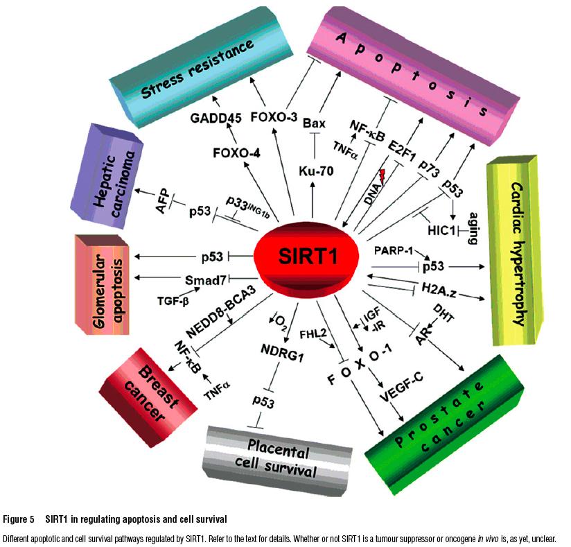 SIRT1 The most prominent mammalian sirtuin, SIRT1, has received considerable attention because of its link with human metabolism, aging and cancer SIRT1 has many targets for histone deacetylation,