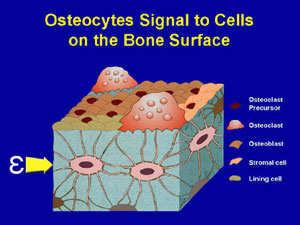 Strain Osteocytes receive sign