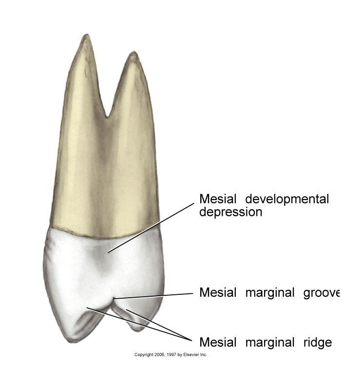 Maxillary First Premolars #5, #12 Has mesial marginal groove and