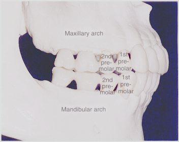 General Information Function: u Hold and grind food u Work with molars in mastication.