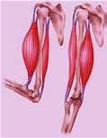 3. Muscle Movement Voluntary Deltoid Trapezius Pectorals Biceps Triceps Latissimus Dorsi Abdominals Gluteals Quadriceps Hamstrings Gastrocnemius Main Action Flexion, extension, adduction and