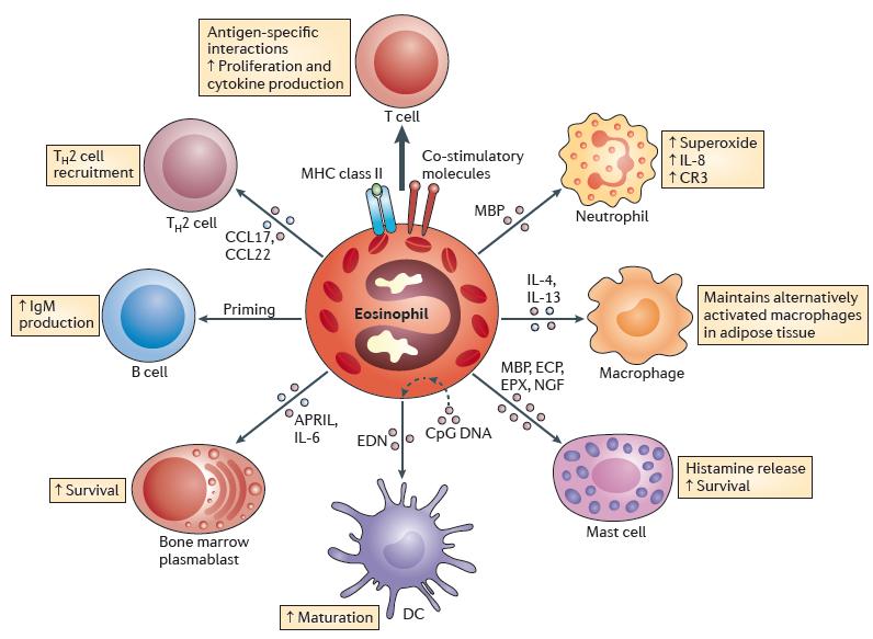 The complex interactions between eosinophils and immune