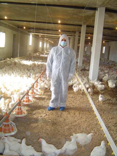 Lebanese Poultry Sector 60 millions broilers/ five cycles/year 4 millions layers 100,000 parent stock 1,000,000 are raised in backyard poultry Turkey production