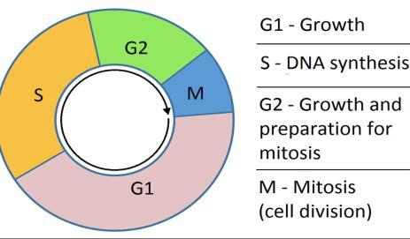 Biology 12 Cell Cycle To divide, a cell must complete several important tasks: it must grow, during which it performs protein synthesis (G1 phase) replicate its genetic material /DNA (S phase), and