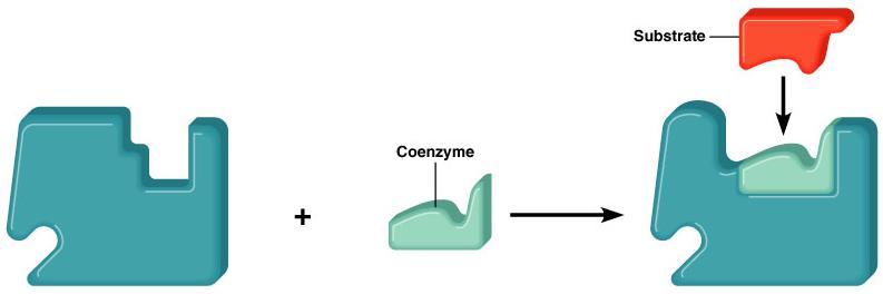 How Do Enzymes Work? Enzyme, Substrate and Product Enzyme: a protein based catalyst that speeds up a specific reaction or type of reaction. An enzyme is left unaltered by the reaction.