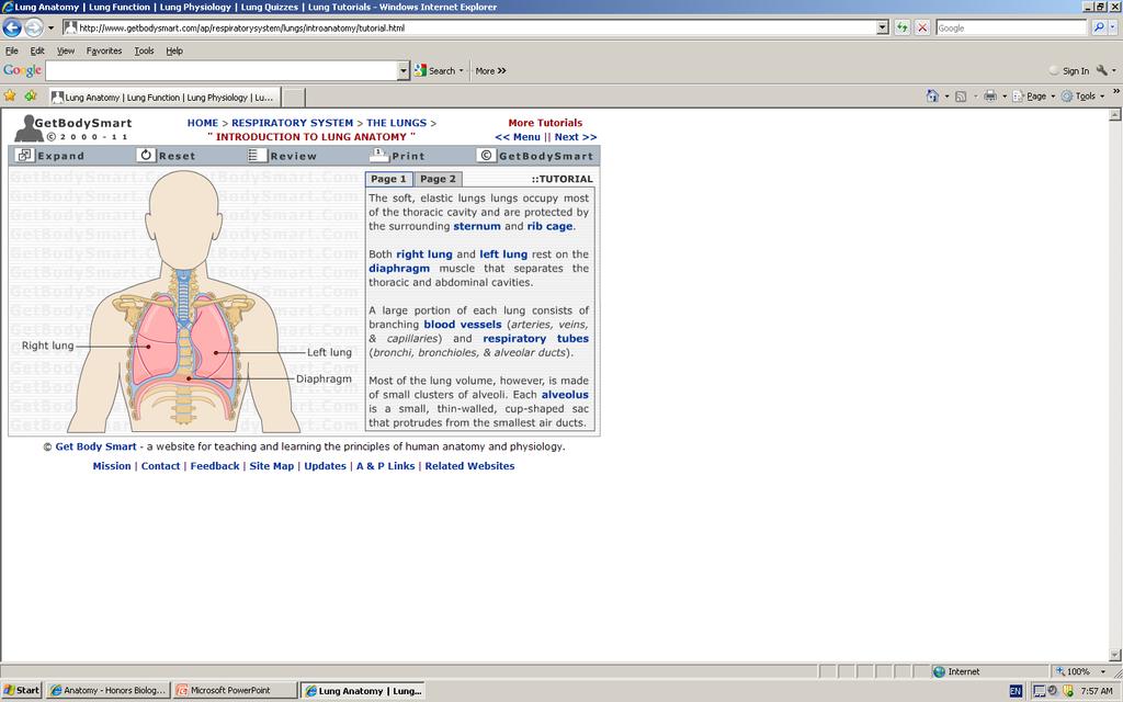 Lungs The lungs are surrounded and protected by the rib cage and sternum The left lung is a little longer than the