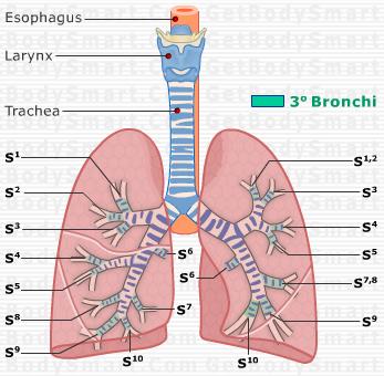 Tertiary (3) Bronchi Used to pass air to and from a bronchopulmonary