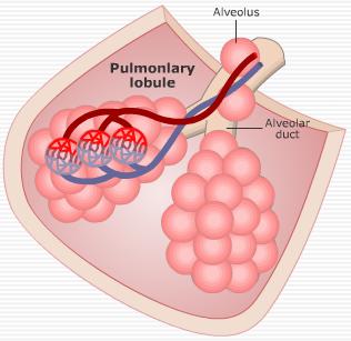 Alveoli Bronchioles pass air from the