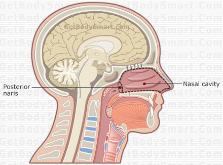 Nasal Cavity Then, it exits the naval cavity to the pharynx through
