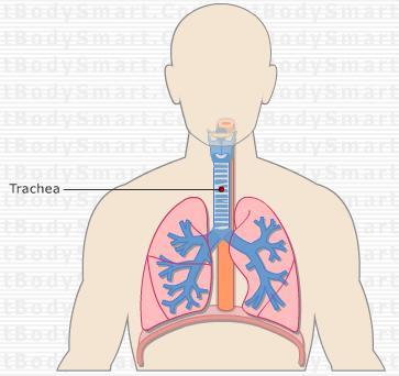 Trachea A 5 inch tube that carries air between the larynx