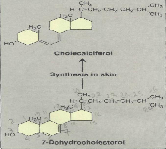 2. Endogenous vitamin precursor : 7-Dehydrocholestrol ( an intermediate in cholesterol synthesis ) is converted to cholecalciferol in the dermis and epidermis of human exposed to sunlight.