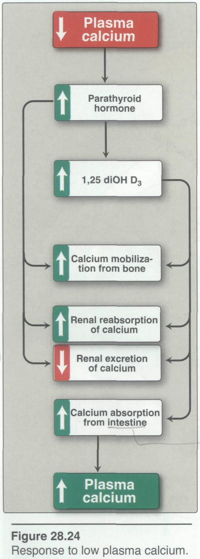 Important note from the figure: PTH does not increase the absorption of calcium from the intestine. (Only vitamin D does this) E.