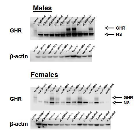 Mice injected with AAV-TBGp-Cre lose hepatic GHR protein Supplementary Figure 2.
