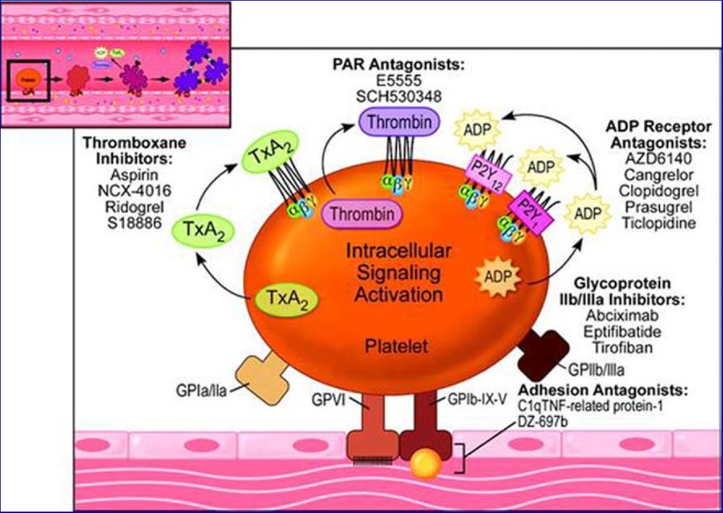 3098590-91 Investigational Inhibitors of Platelet Adhesion Receptor/ target and agent VWF GP Ib/V/IX GP VI Structure Company Status in development AjvW-2 Murine monoclonal antibody Ajinomoto